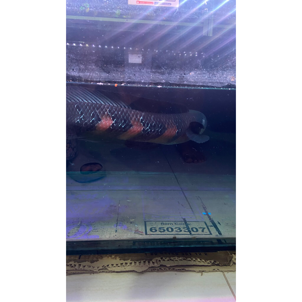 Sticker Isi Channa Red Maru 11-12 cm