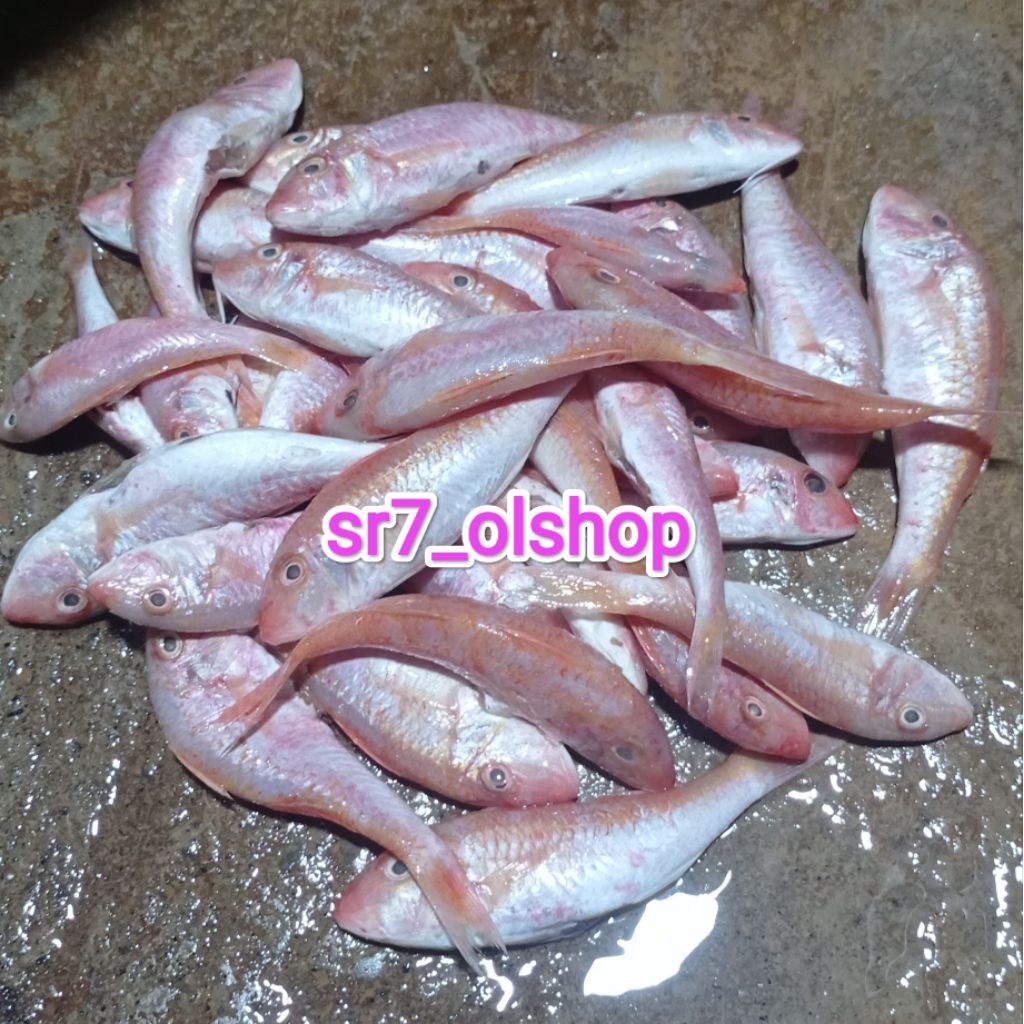 

Ikan Biji Nangka/ Ikan Merah Biji Nangka Biasa