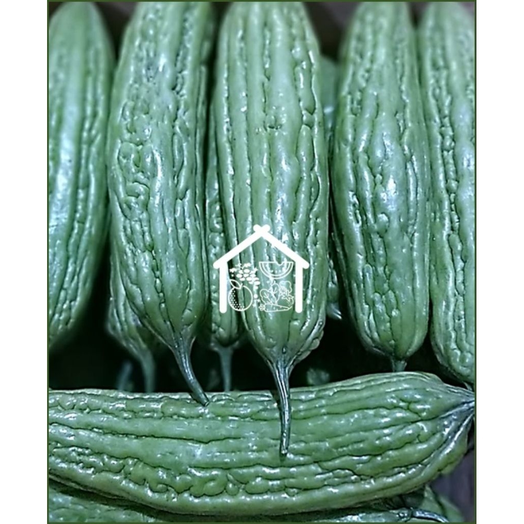 

Pare 500 Gram Pilihan Hemat