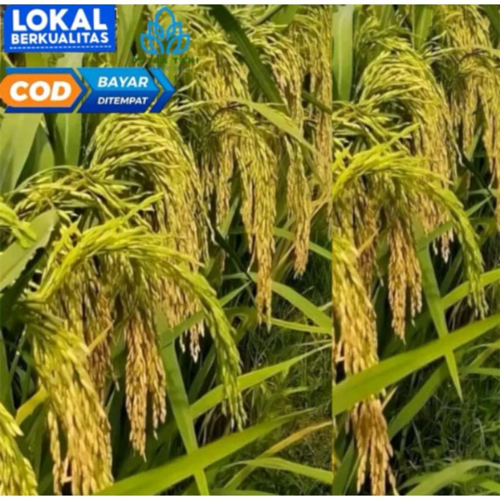 benih padi IR Mutiara Super (5KG)