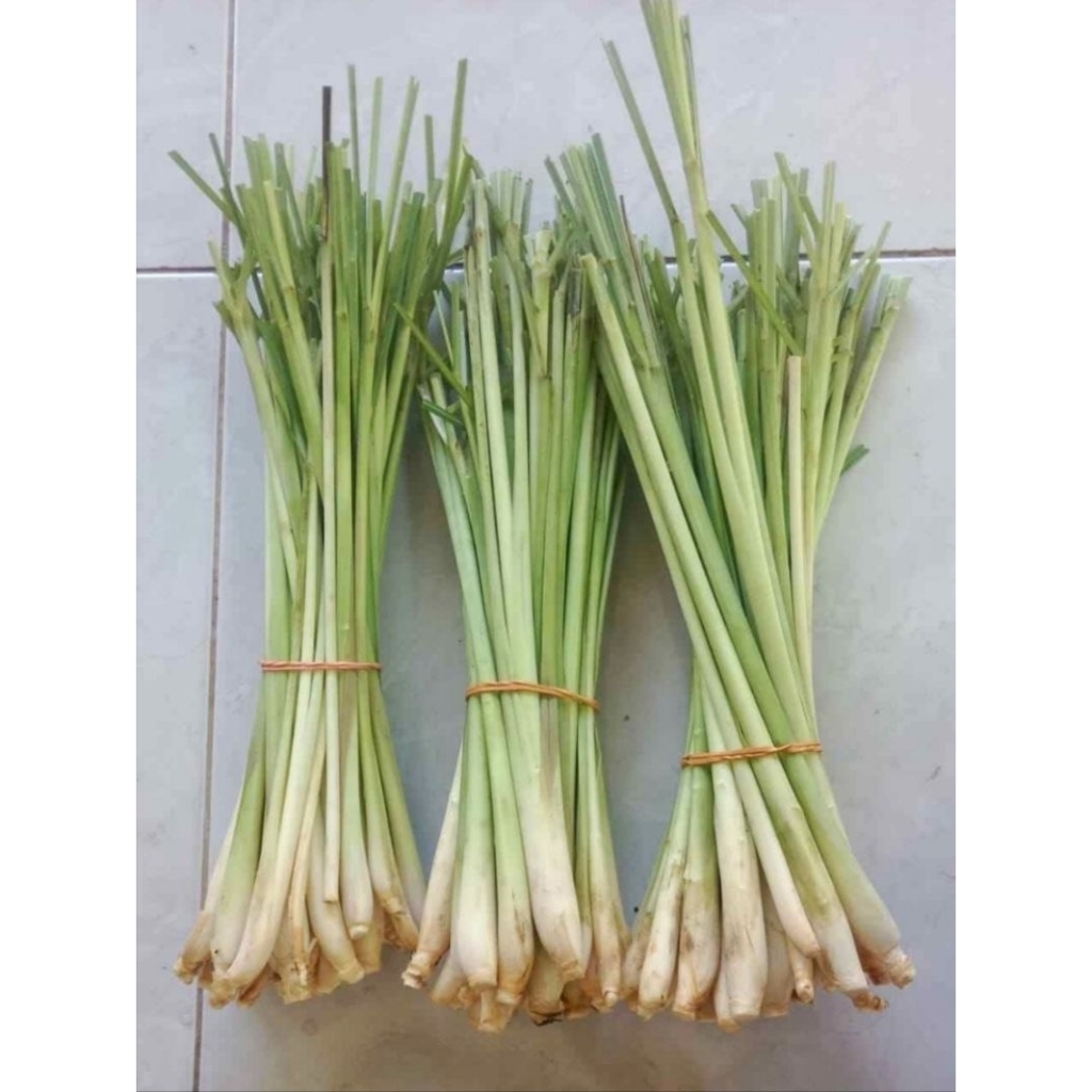 

SEREH FRESH PER IKAT