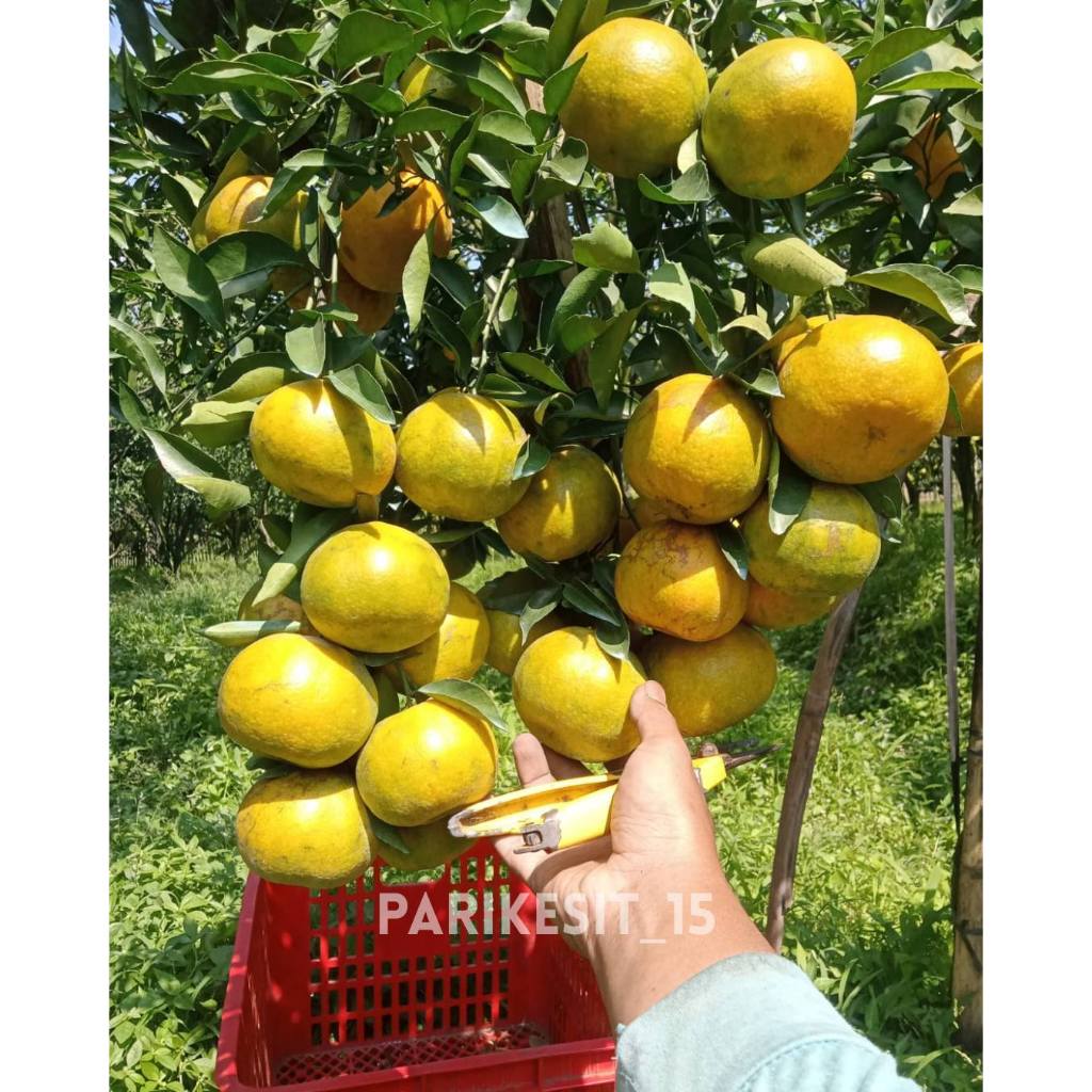 

Jeruk Siem Madu 1 kg - Manis Segar
