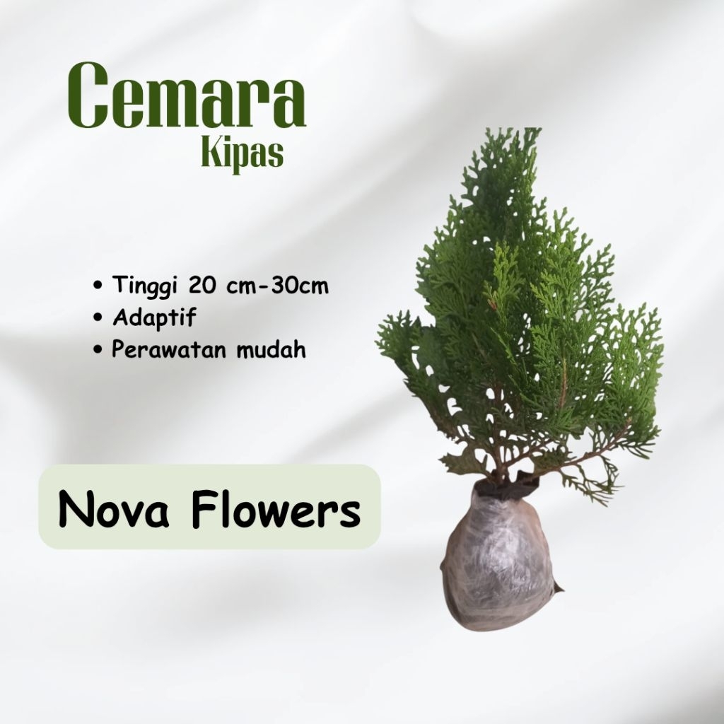 Tanaman Cemara Kipas - Pohon Cemara Kipas