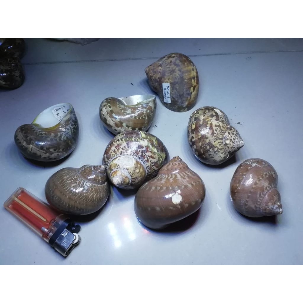 

cangkang kerang turbo petholatus