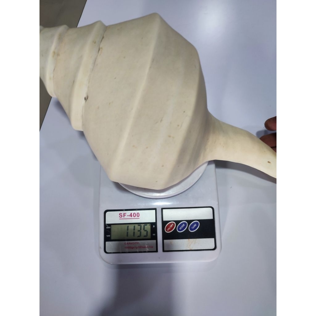 

cangkang kerang hias jumbo 1kg