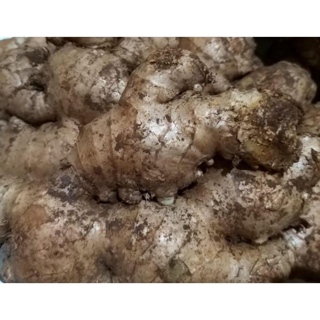 

Jahe Gajah 500 Gram Pilihan Hemat