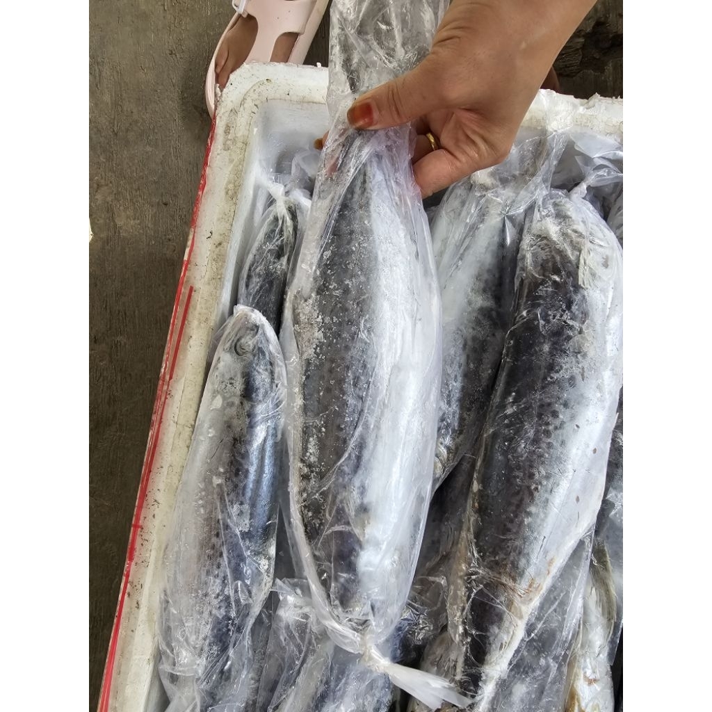 

IKAN TENGGIRI FRESH BEKU 1KG
