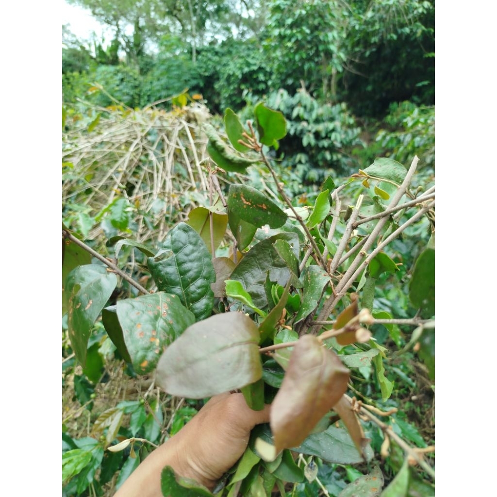 

benalu kopi kering 200g