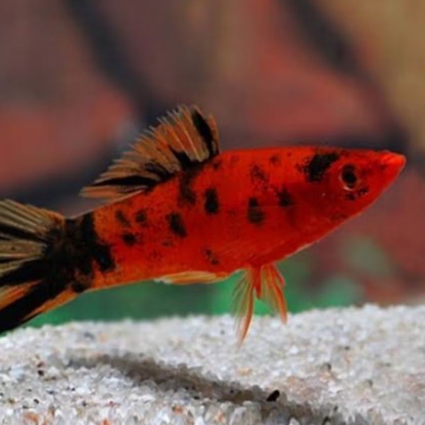 hiasan aquarium platy sanke 10 pcs