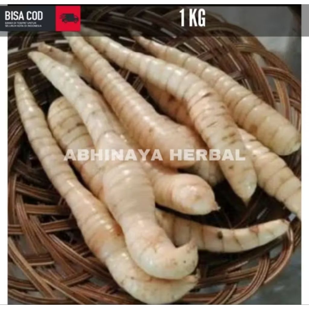 

umbi garut segar / umbi garut fresh 1kg