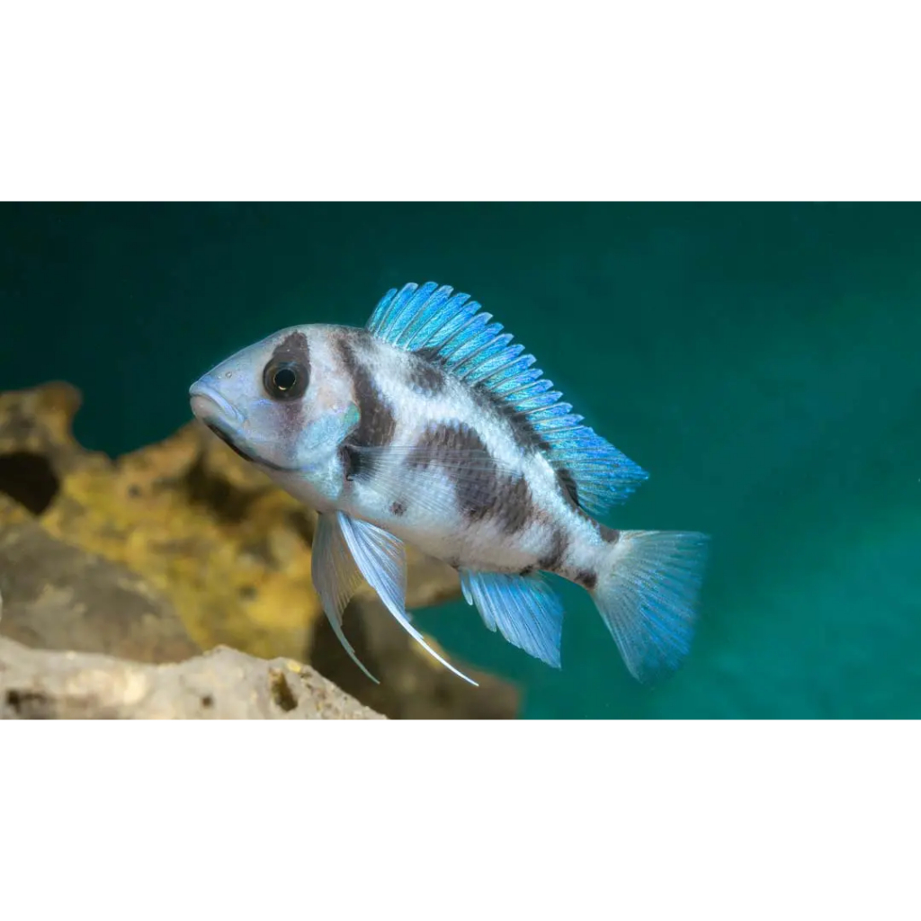 Ikan Hias Frontosa Black Widow ukuran 3 inch