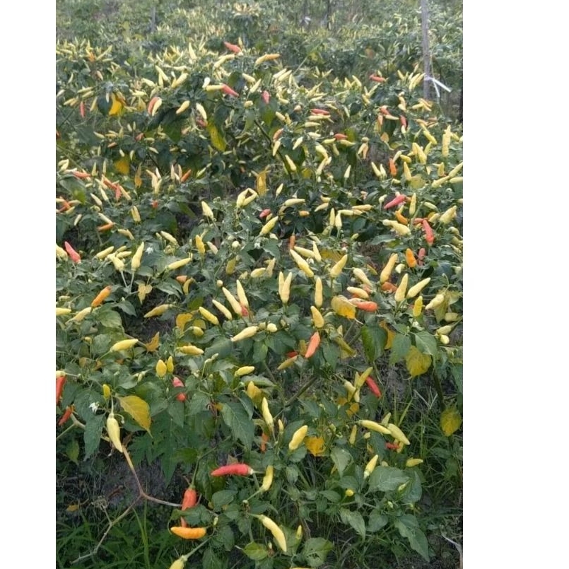 

CABE RAWIT PROMO KEMASAN 500g CABE SEGER METIK LANGSUNG DARI SAWAH