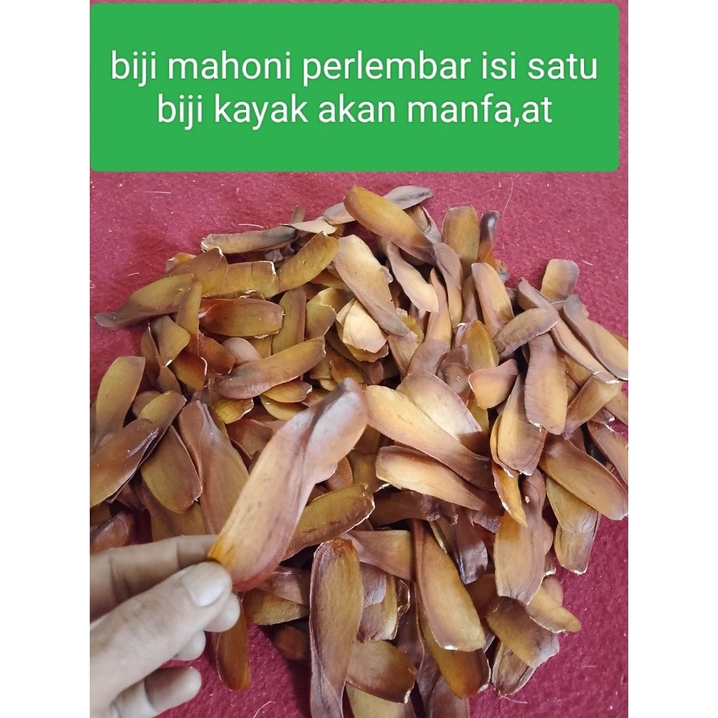 

biji mahoni kayak akan manfa,at tuk kesehatan / lembar isi satu biji