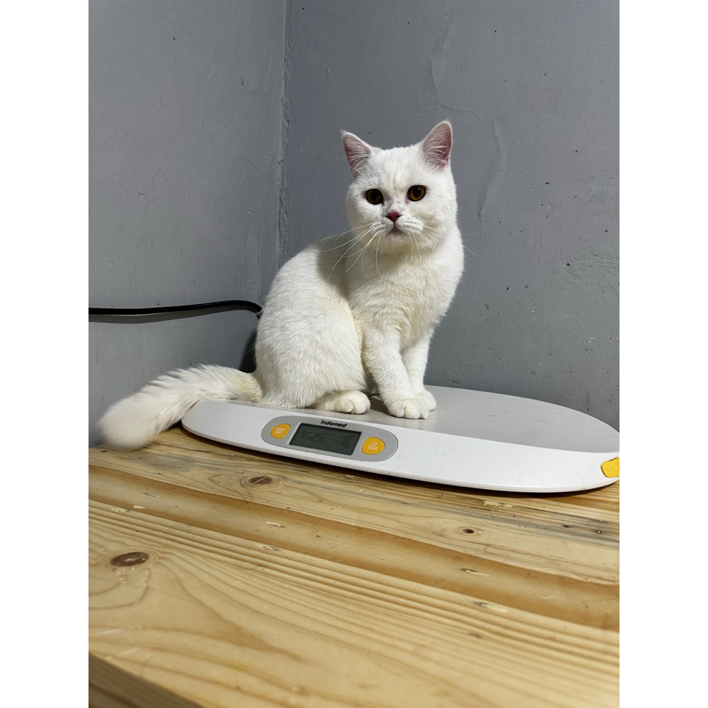 BSH British Shorthair kucing jantan white solid orange eye