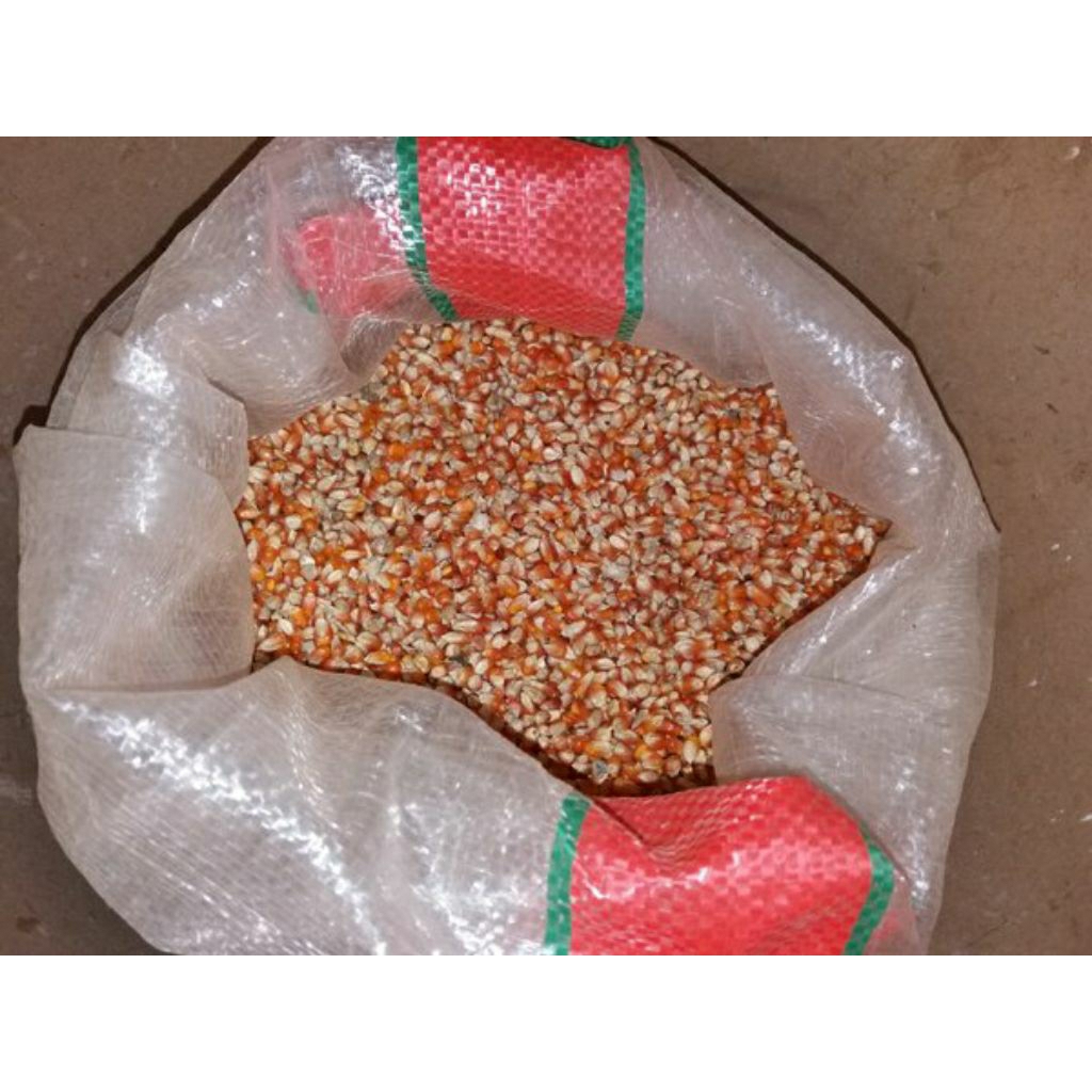 JAGUNG SUPER 2 KG PAKAN BURUNG MERPATI DARA AYAM