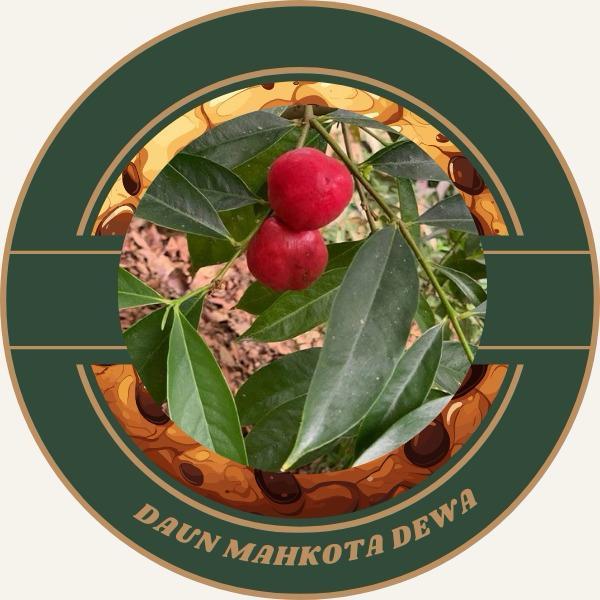 

daun mahkota dewa segar obat herbal