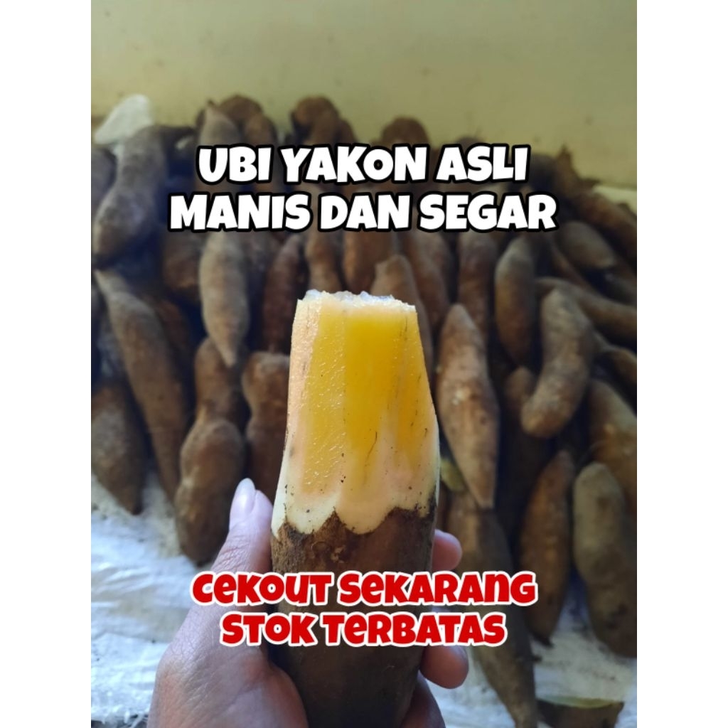 

Ubi Yakon Super Asli Wonosobo Setengah Kg