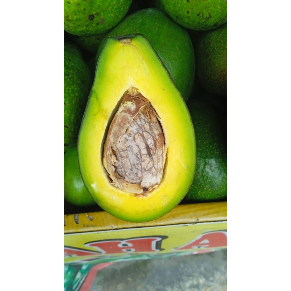 

Alpukat Mentega Sekilo isi 3-4 buah perkilo