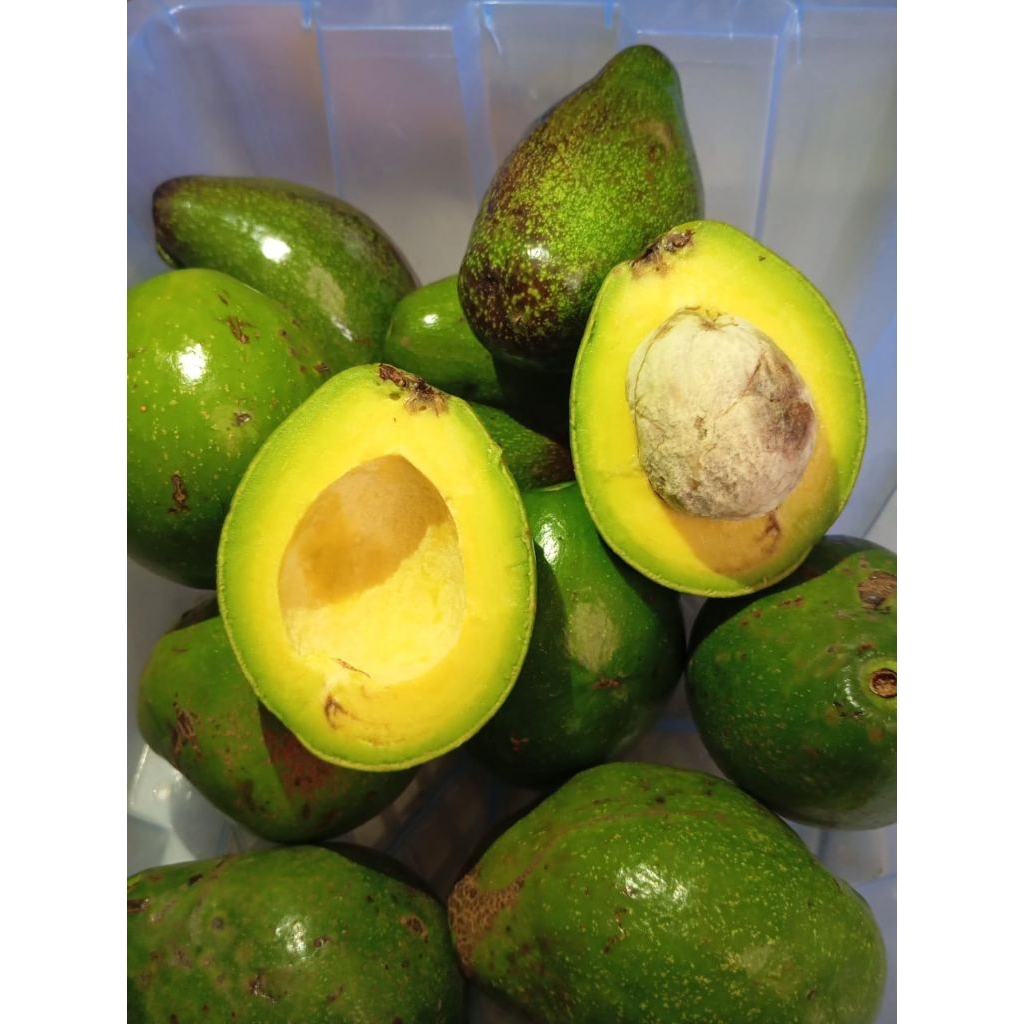 

Alpukat Mentega Sekilo isi 5 buah