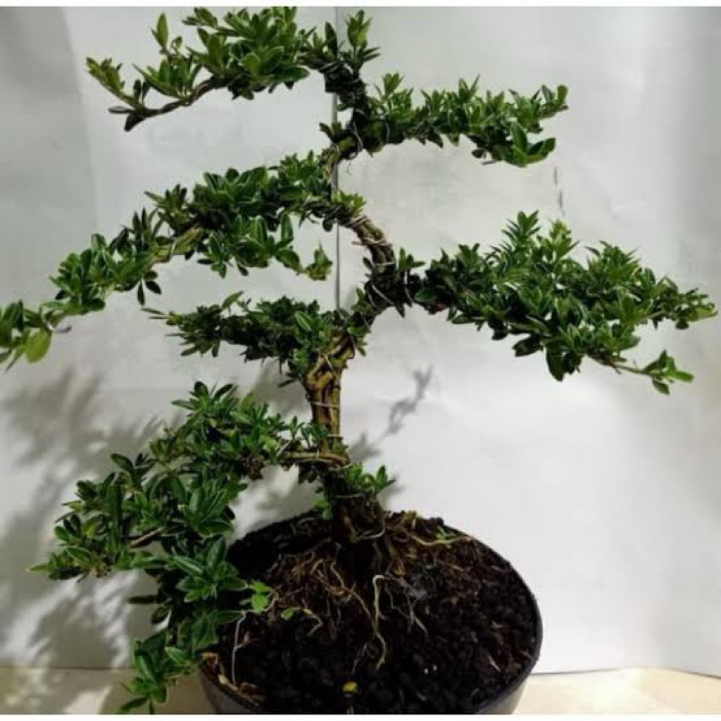 Tanaman Hias hidup BONSAI MITEN / Pohon berdaun ber akar BONSAI MIETEN
