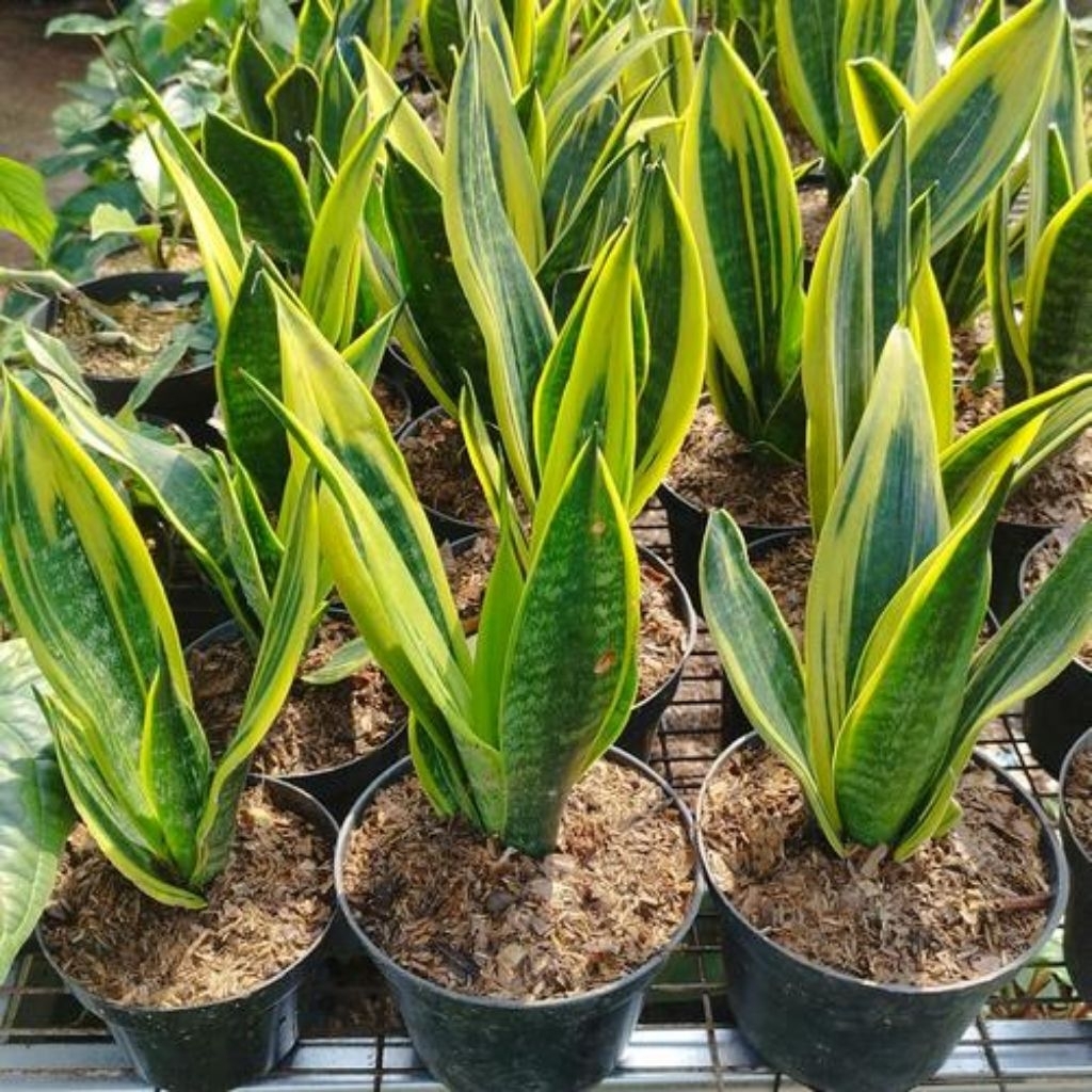 sensivera golden flame murah