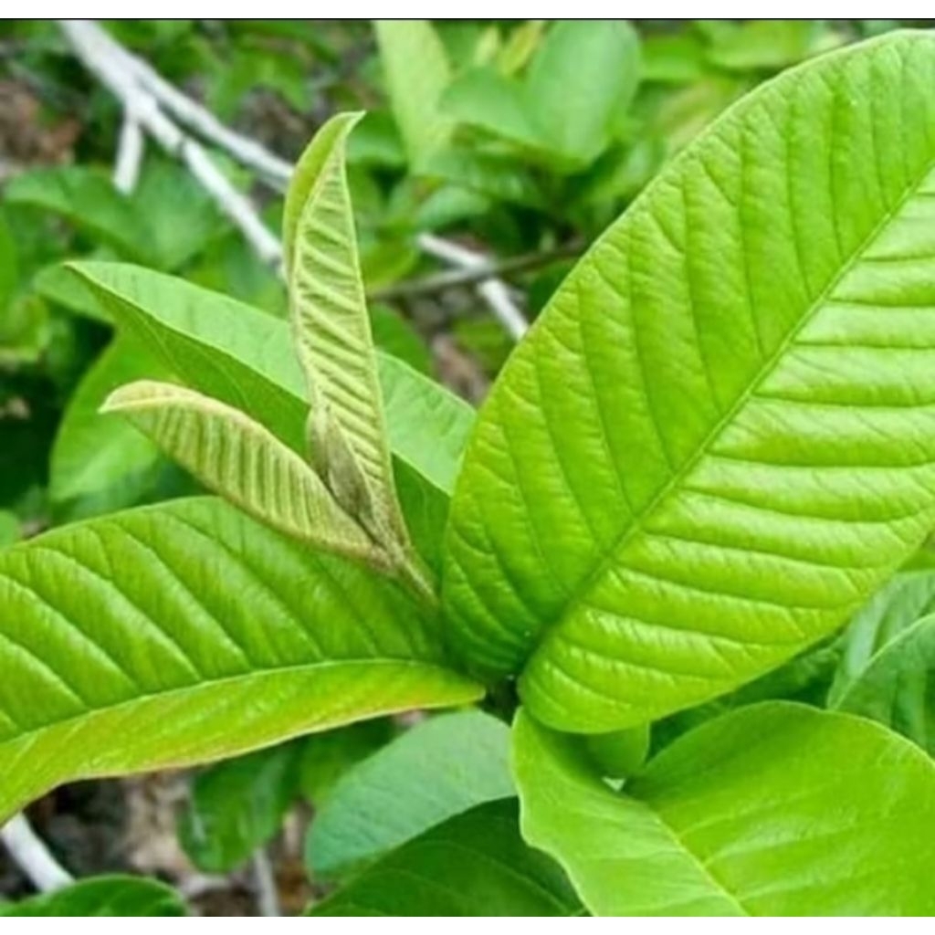 

Daun jambu biji segar 200gram