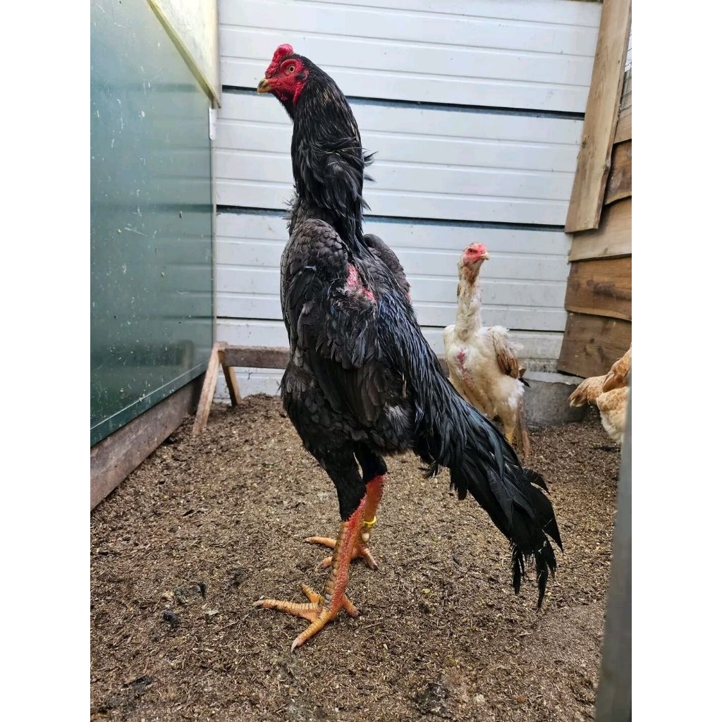 

Paket hemat 5 Telur Ayam Shamo Import Fertil siap untuk ditetaskan