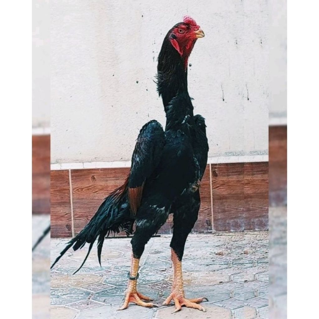 

paket hemat 3 Telur Tetas Ayam Shamo Import Fertil siap untuk ditetaskan