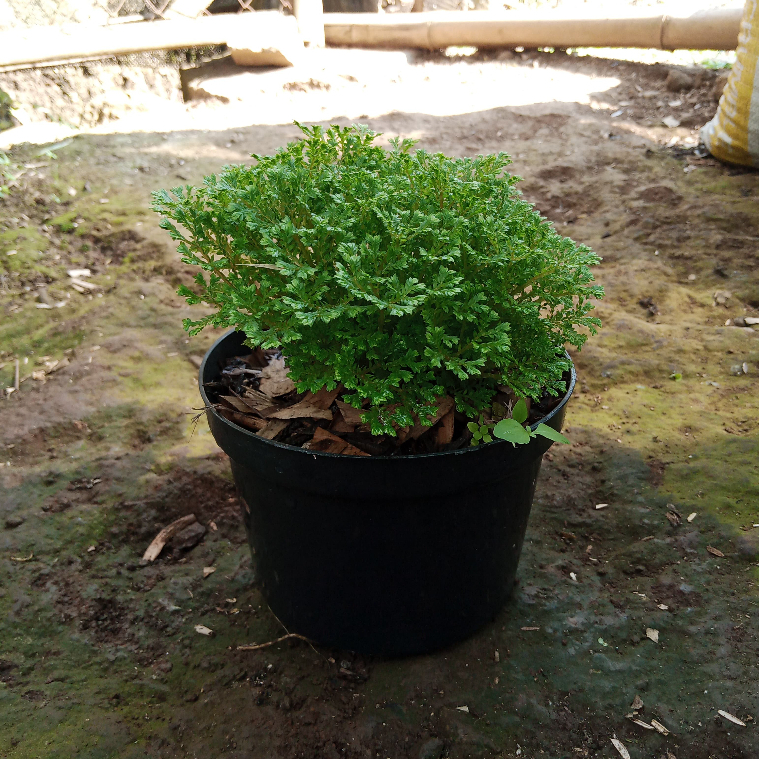 Pakis Suplir (Adiantum)