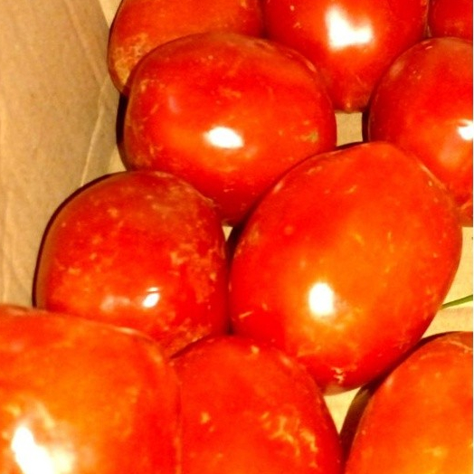 

TOMAT SAYUR UKURAN 250 gram