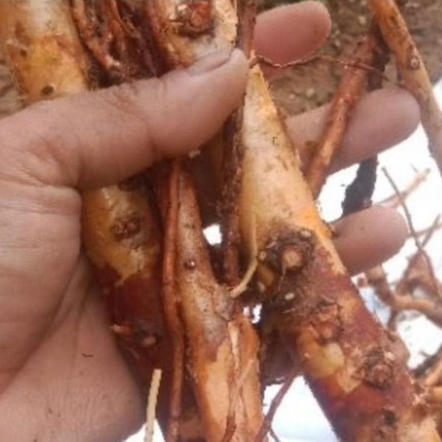 

Akar durian segar organik asli 500 gram