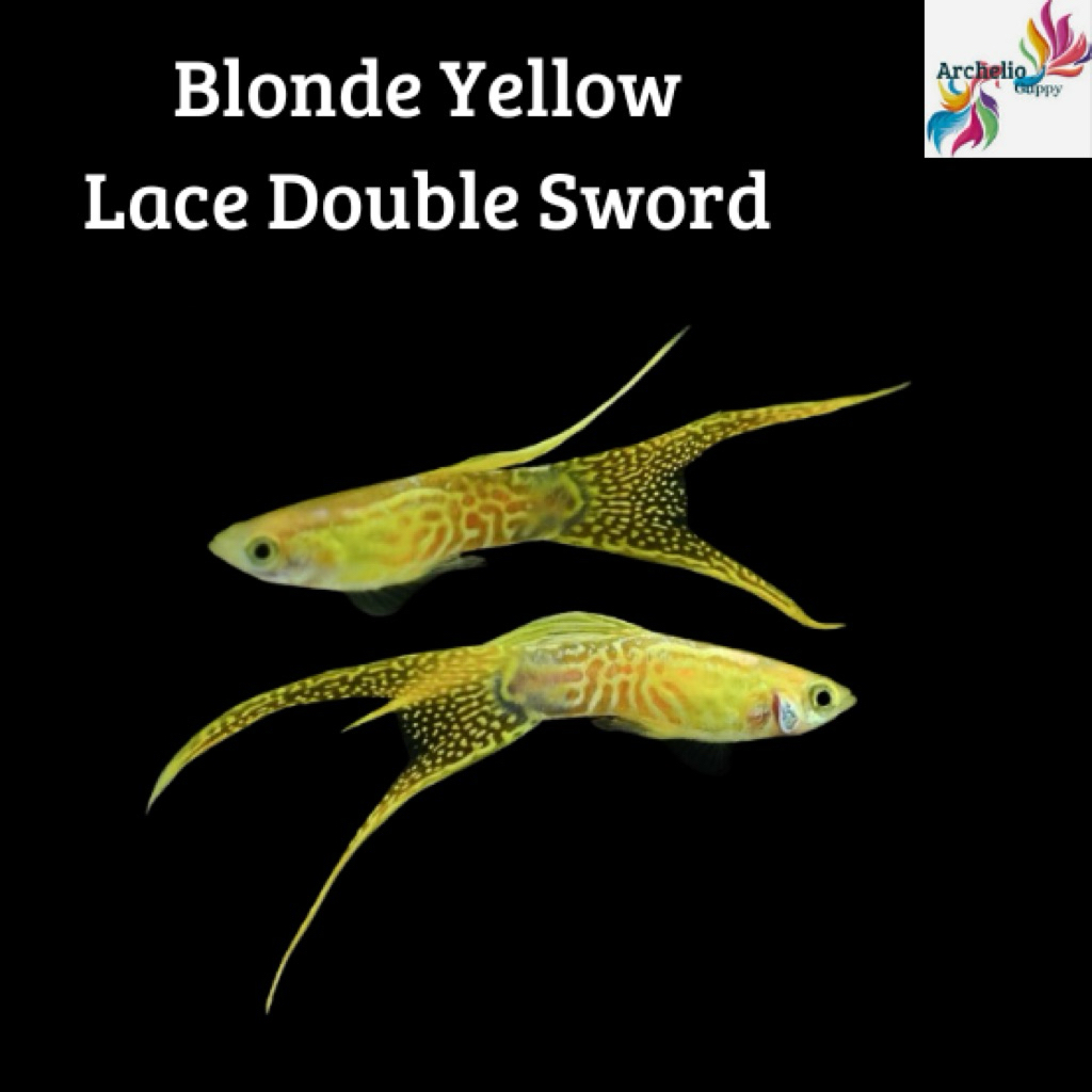 Guppy Blonde Yellow Lace Double Sword