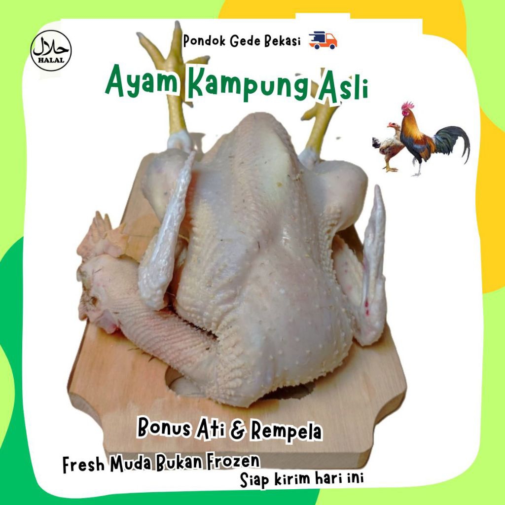 

AYAM KAMPUNG ASLI FRESH MUDA BUKAN FROZEN