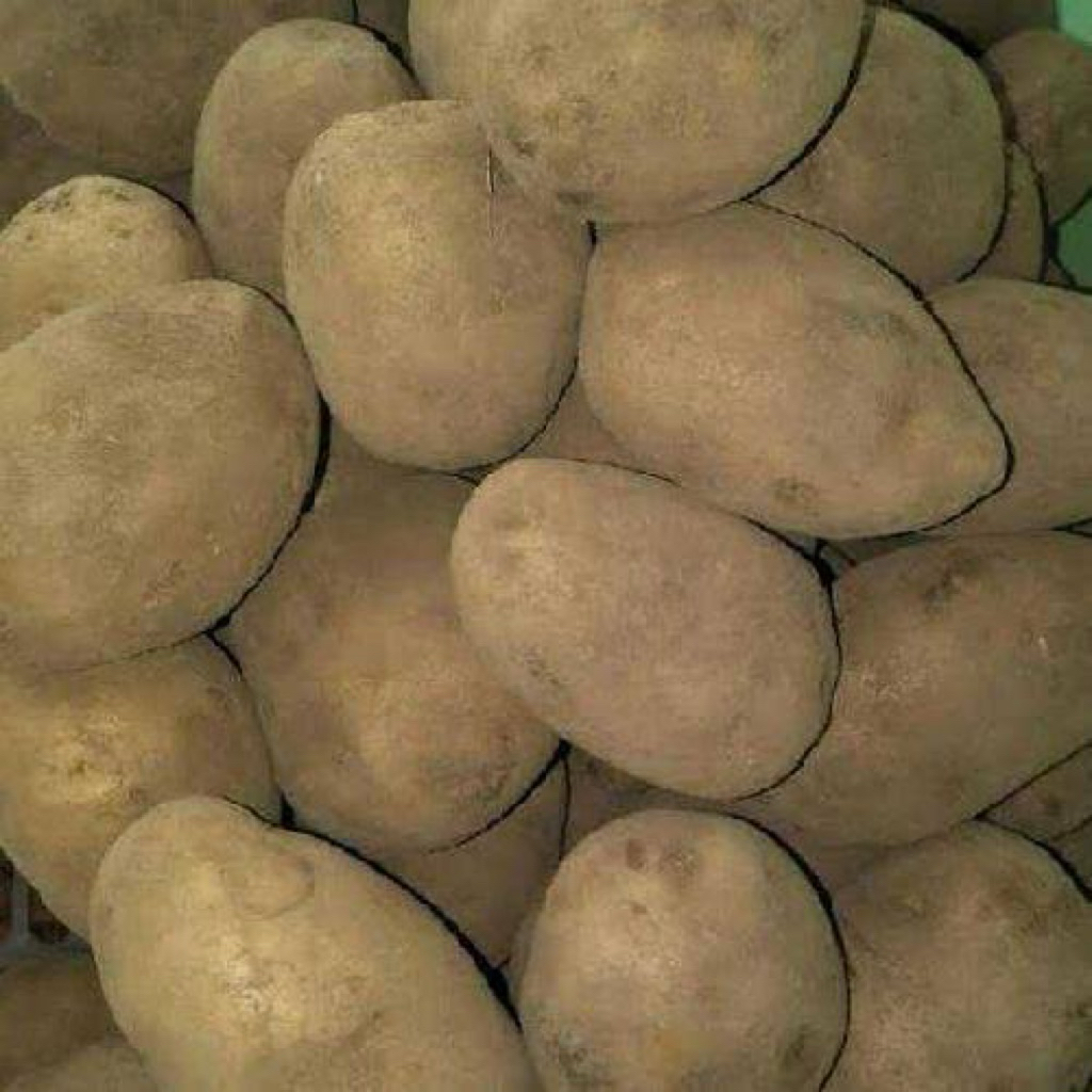 

Kentang dieng Super 1kg