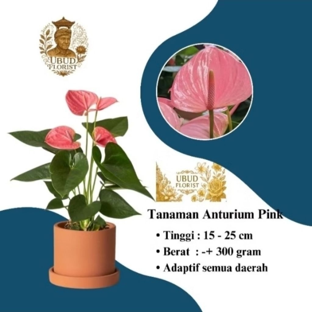 Bibit Tanaman Anthurium Pink - Anthurium Pink - Ubudflorist