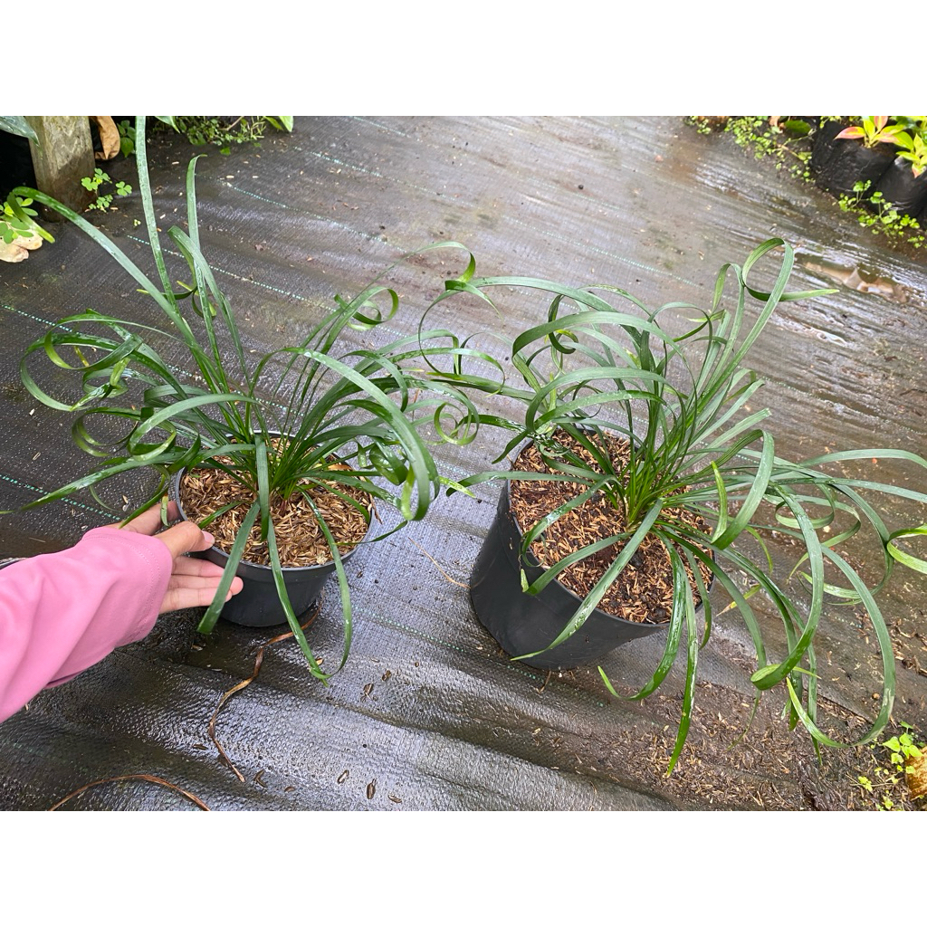 ophiopogon jaburan curly - tanaman hias - tanaman murah