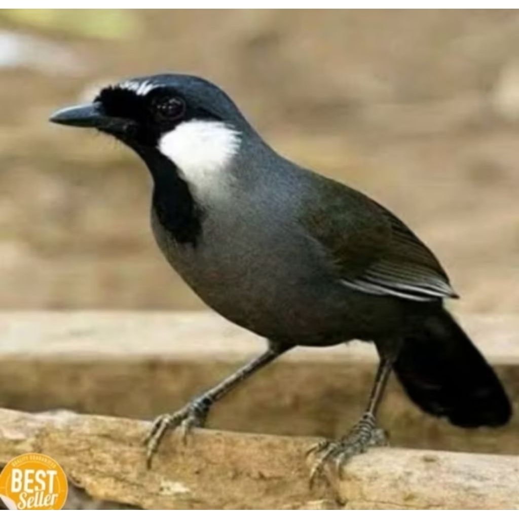 

telur siap tetas Poksay Hongkong 100% garansi sampai menetas