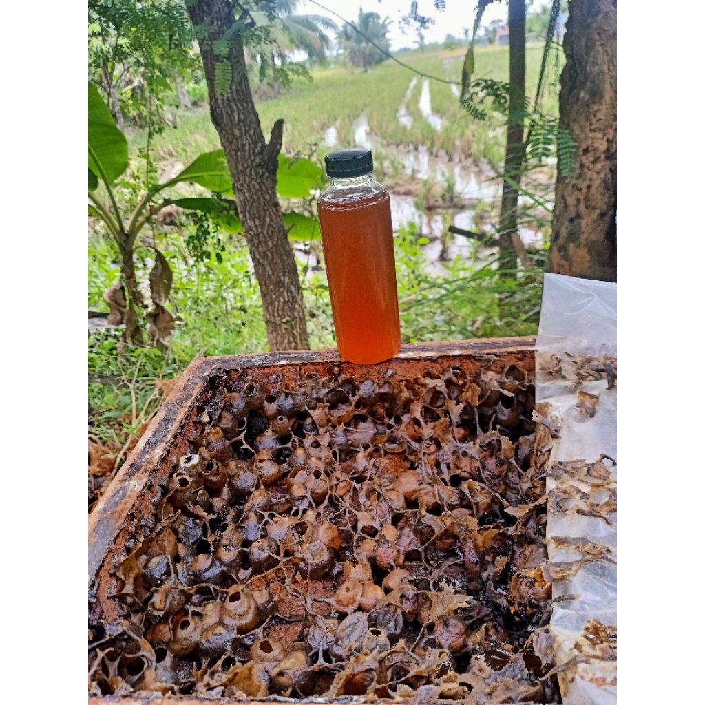 

madu kelulut trigona itama 250ml