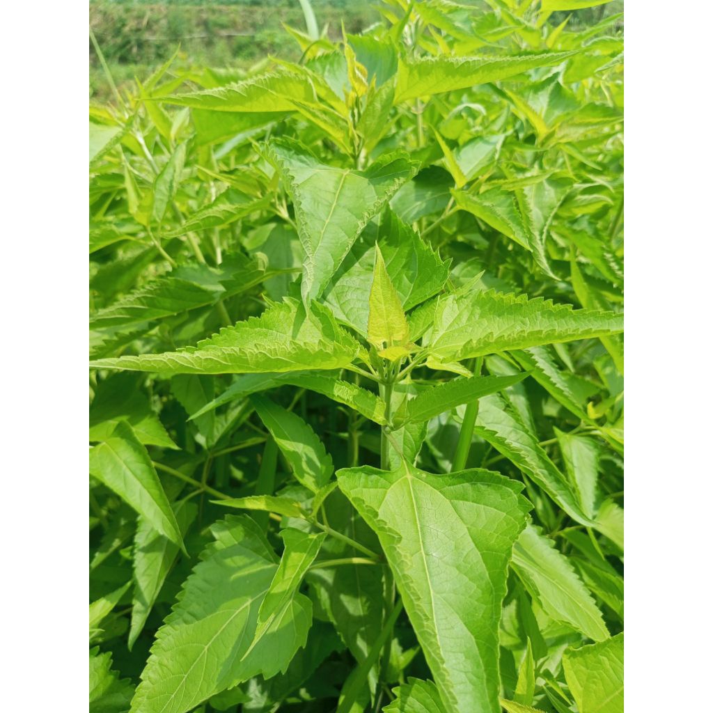 

kirinyuh/balakacida 500 gram