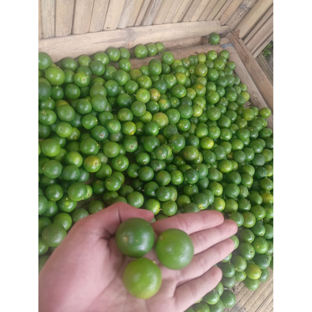 

2kg jeruk peras sonkit kasturi lemon cui