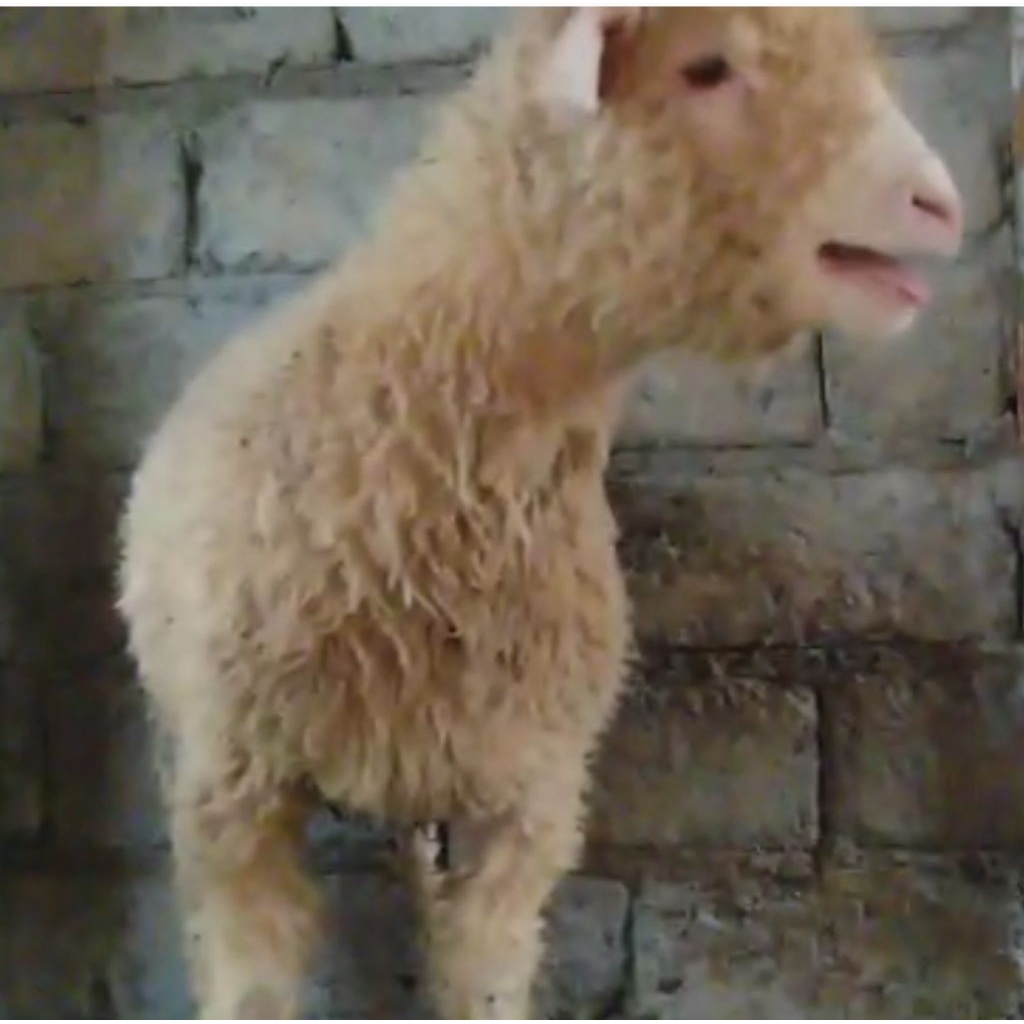 

Merino jumbo siap pacek