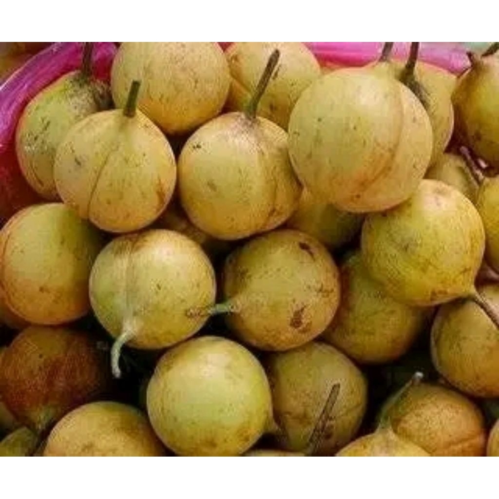 

buah pala segar fres 1 kg