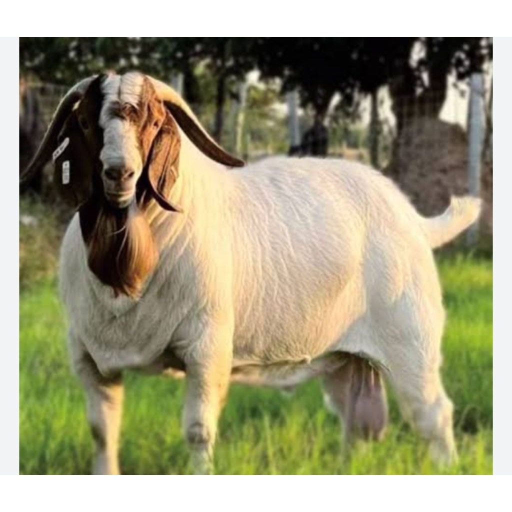 

paket aqiqah 2.5 jt (harga di atas hanya pemanis)