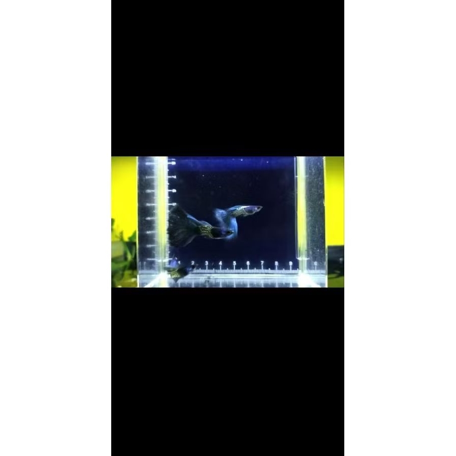 Guppy Metal Snake Skin Blue Tail MSSBT ikan guppy hiasan akuarium aquascape ikan hias guppy metal he