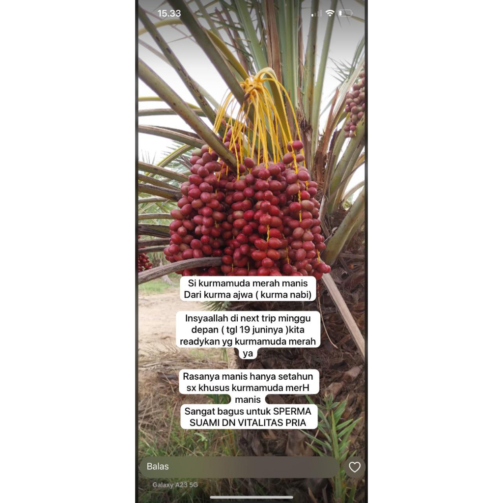 

kurmamuda merah manis