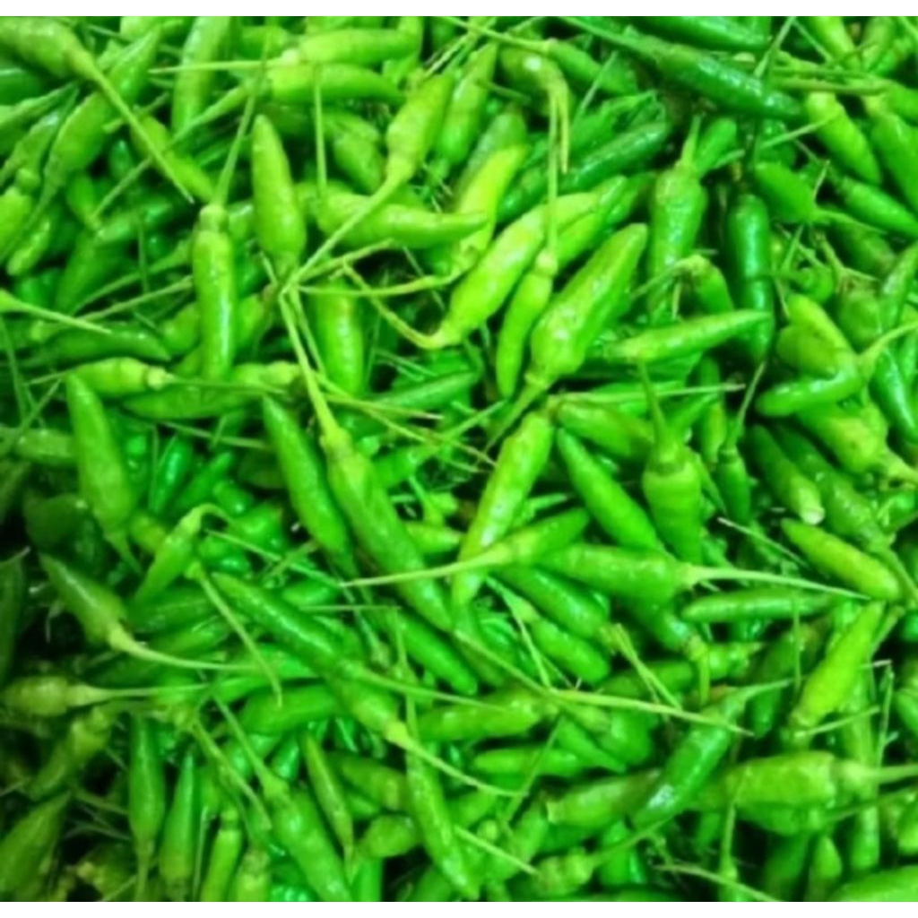 

Cabe Rawit Hijau