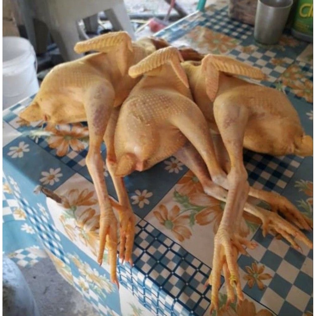 

ayam sotoan/ ayam merah/ ayam petelur
