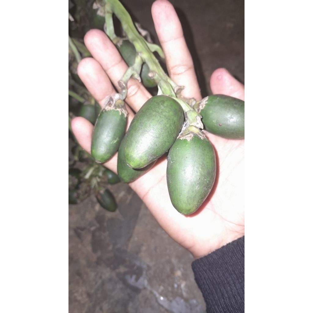 

buah pinang muda asli 500g