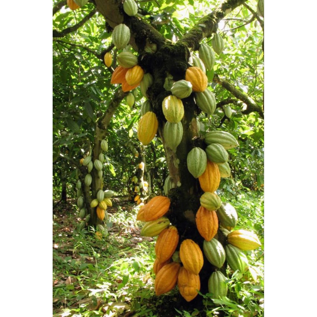

buah coklat buah kakao matang segar dipetik secara langsung saat orderan masuk