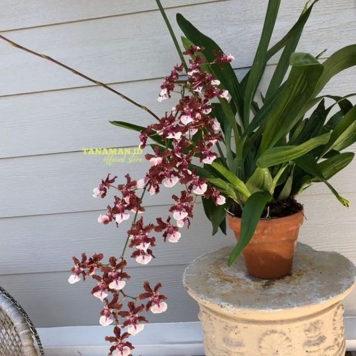 Anggrek Oncidium hybrid berbunga wangi ( Sharry Baby)